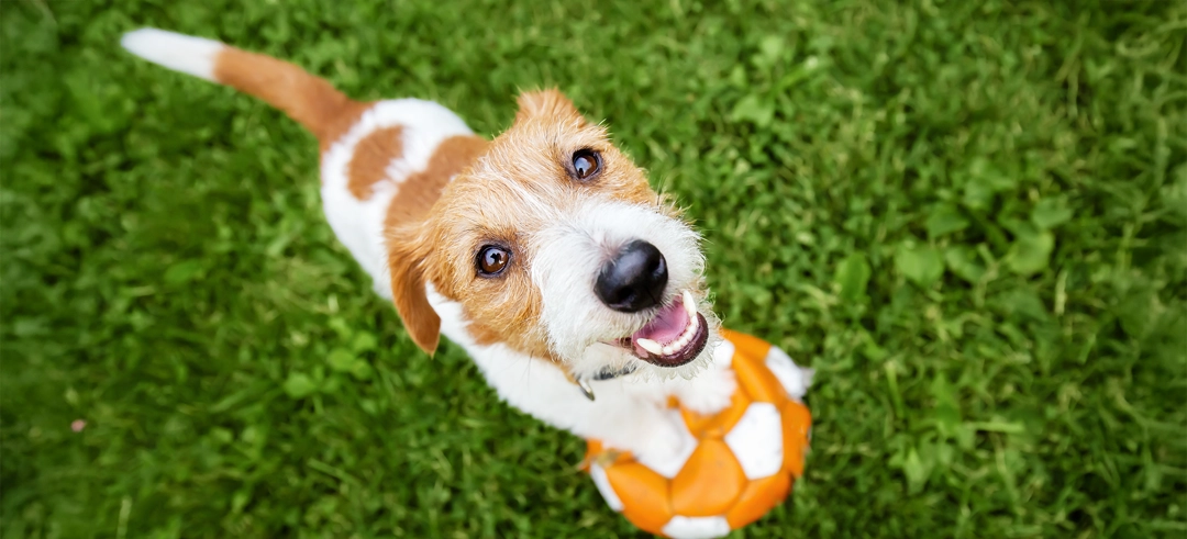 Perro jugando con una pelota en el césped y mirando a la cámara